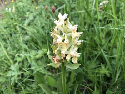 Dactylorhiza sambucina, photographed by Jason Grant