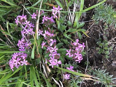 Saponaria ocymoides, photographed by Jason Grant