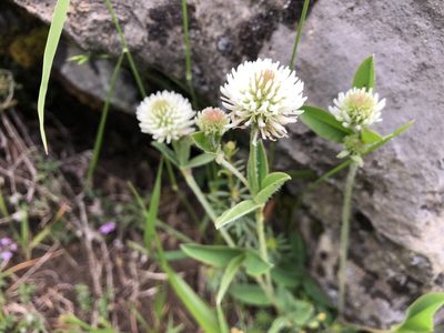 Trifolium montanum, photographed by Jason Grant
