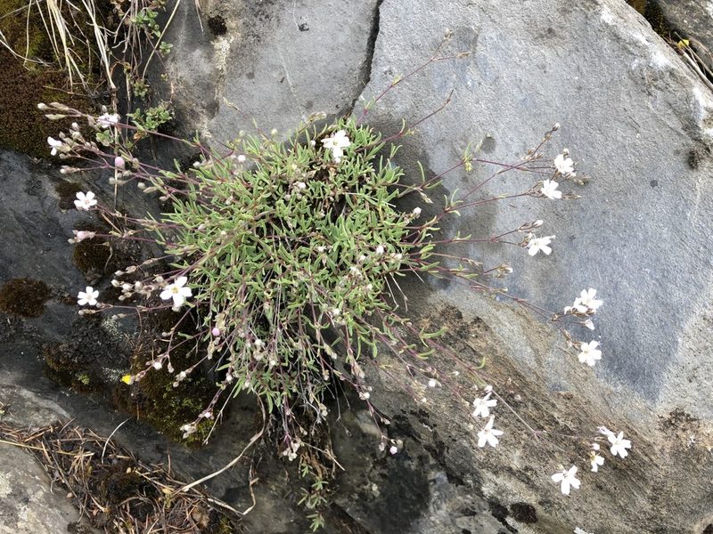 Gypsophila repens, photographed by Jason Grant