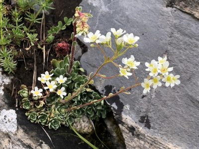 Saxifraga paniculata, photographed by Jason Grant