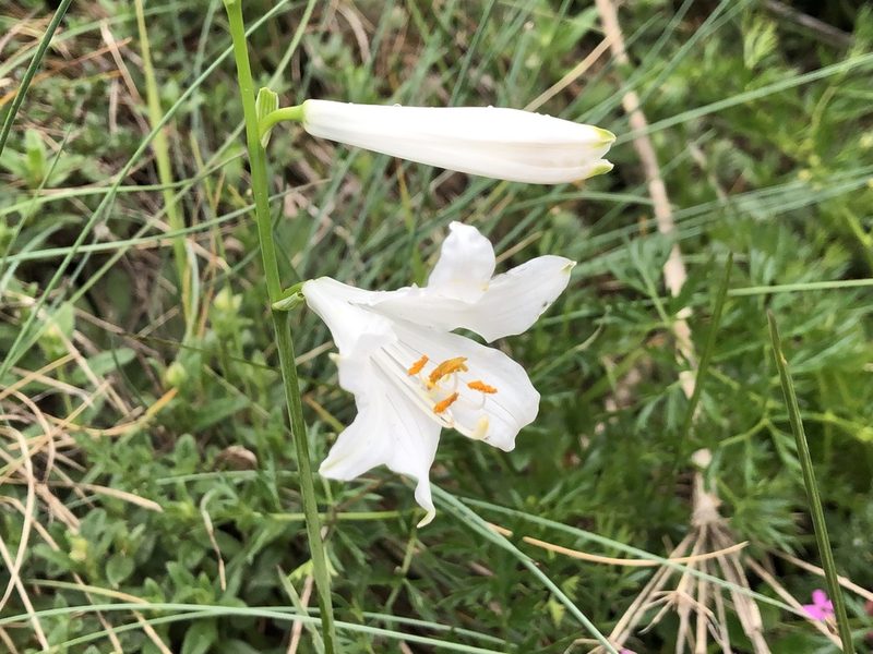 Paradisea liliastrum, photographed by Jason Grant