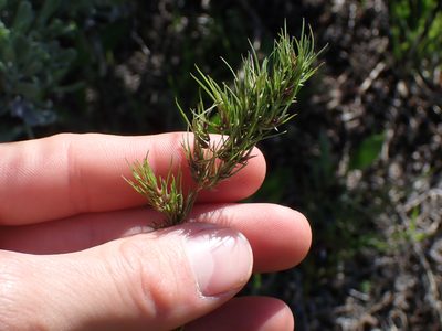 Poa bulbosa, photographed by Julia Carr