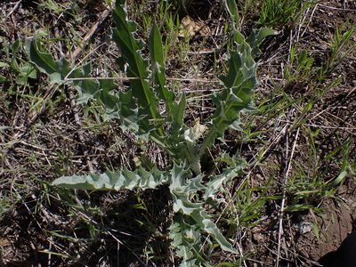 Cirsium undulatum, photographed by Julia Carr