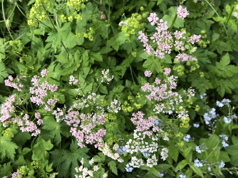 Pimpinella major, photographed by Jason Grant
