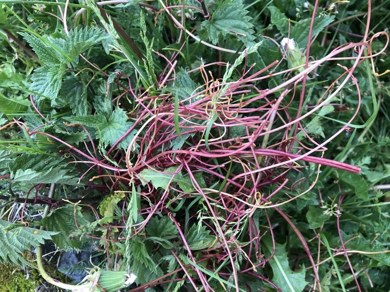 Cuscuta europaea, photographed by Jason Grant