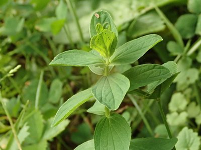 Hypericum maculatum, photographed by Yann Kemper