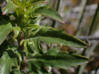 Penstemon richardsonii, photographed by Julia Carr