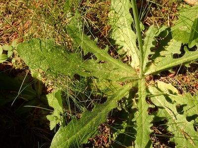 Hypochaeris radicata, photographed by Yann Kemper
