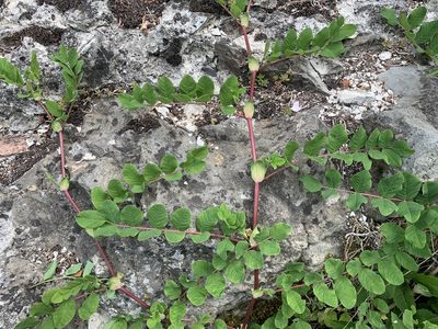 Astragalus glycyphyllos, photographed by Katrin Simon