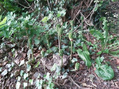 Arum maculatum, photographed by Steve Milsom