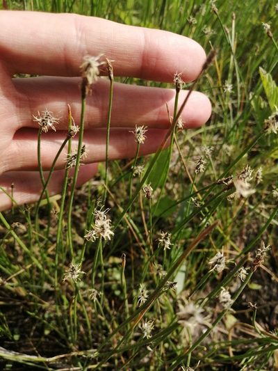 Eleocharis uniglumis, photographed by Michael Kozlov