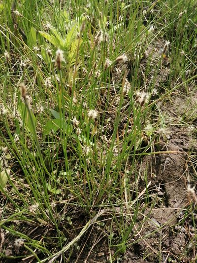 Eleocharis uniglumis, photographed by Michael Kozlov