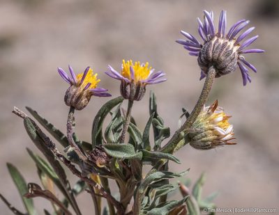 Erigeron eatonii, photographed by Tim Messick