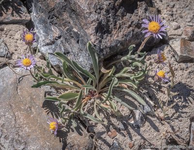 Erigeron eatonii, photographed by Tim Messick