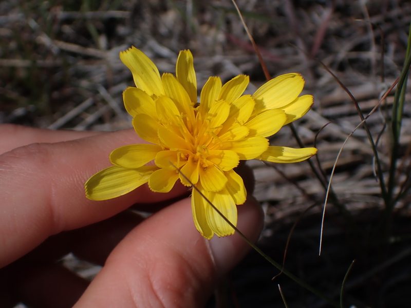 Nothocalais troximoides, photographed by Julia Carr