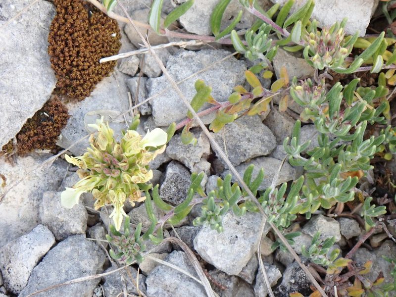 Teucrium montanum, photographed by David Delon