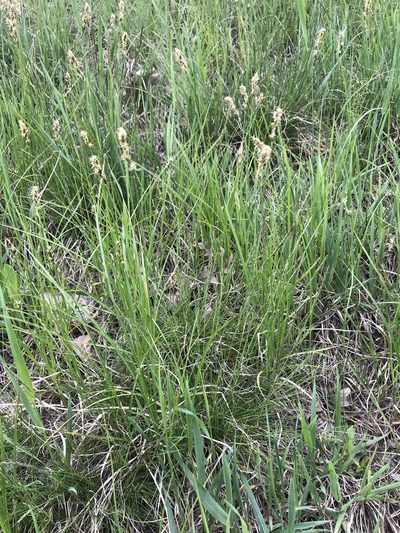 Carex siccata, photographed by Allan Harris