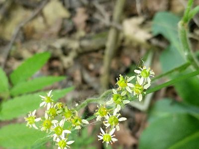 Micranthes pensylvanica, photographed by Paul Roots