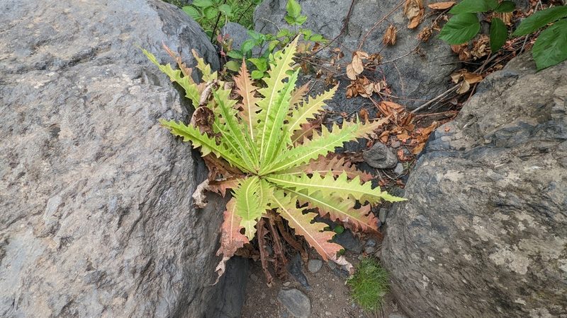 Sonchus acaulis, photographed by Charlotte Kirchner