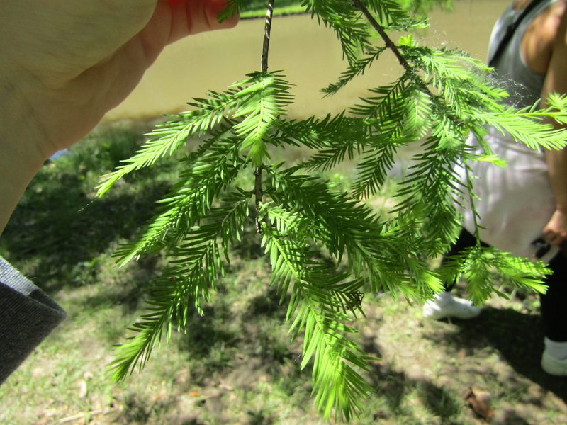 Taxodium distichum, photographed by Zakqary Roy