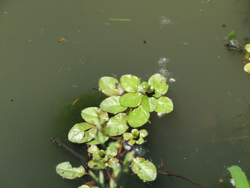 Ludwigia peploides, photographed by Zakqary Roy