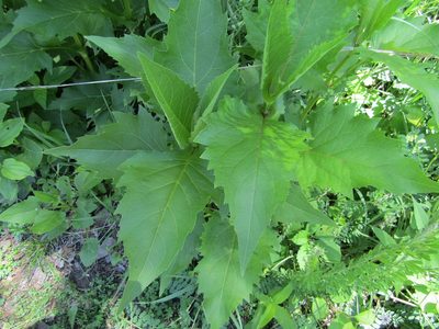 Silphium perfoliatum, photographed by Zakqary Roy