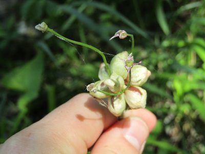 Allium canadense, photographed by Zakqary Roy