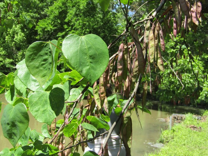 Cercis canadensis, photographed by Zakqary Roy