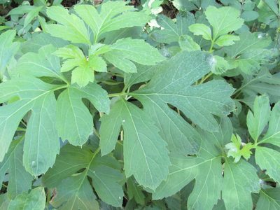 Rudbeckia laciniata