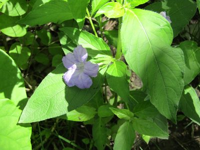 Ruellia strepens, photographed by Zakqary Roy