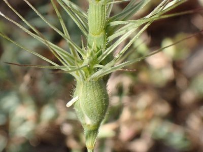 Aegilops geniculata