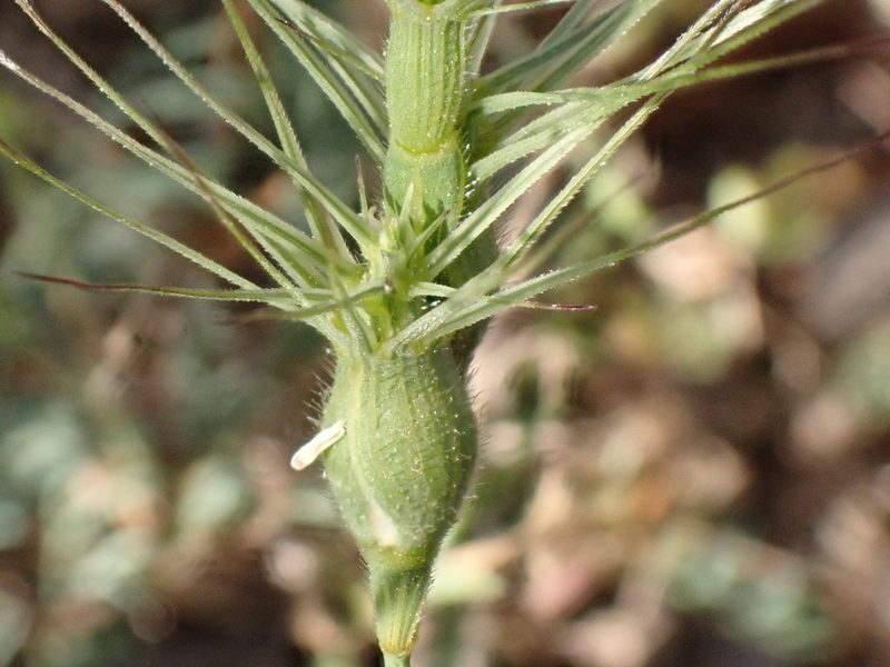 Aegilops geniculata, photographed by David Delon