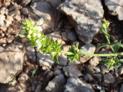 Stachys recta, photographed by David Delon
