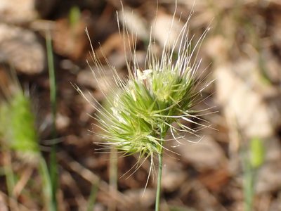 Cynosurus echinatus, photographed by David Delon
