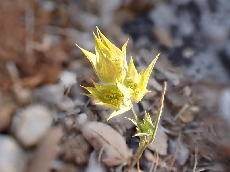 Bupleurum baldense, photographed by David Delon