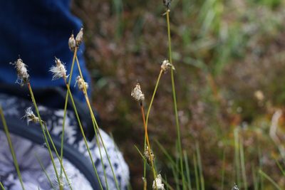 Eriophorum vaginatum, photographed by CorentinD