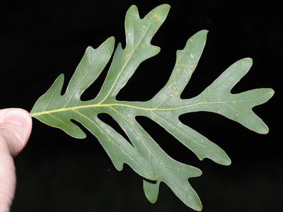 Quercus alba, photographed by Jeff Clark