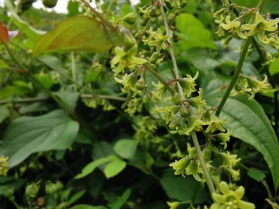 Dioscorea communis, photographed by Rachel Webster