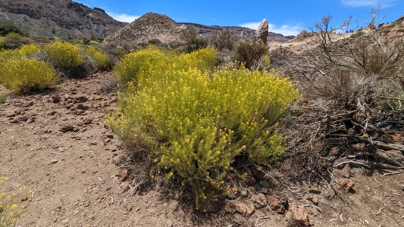 Descurainia bourgaeana, photographed by Charlotte Kirchner