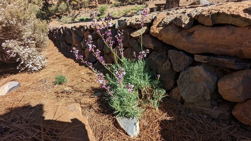 Erysimum scoparium, photographed by Charlotte Kirchner