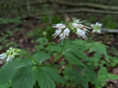 Hydrophyllum virginianum