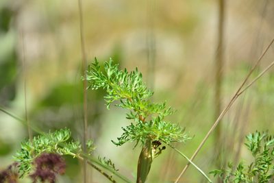 Lomatium multifidum, photographed by Julia Carr