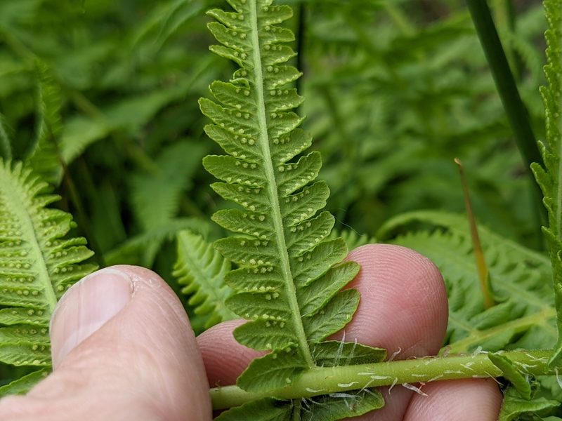 Oreopteris limbosperma, photographed by Dan Wrench