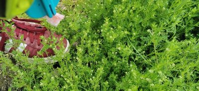 Lepidium didymum, photographed by Munster Mad