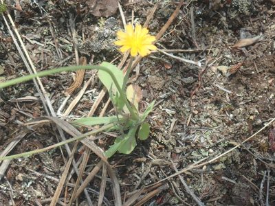 Krigia virginica, photographed by Lynn Harper