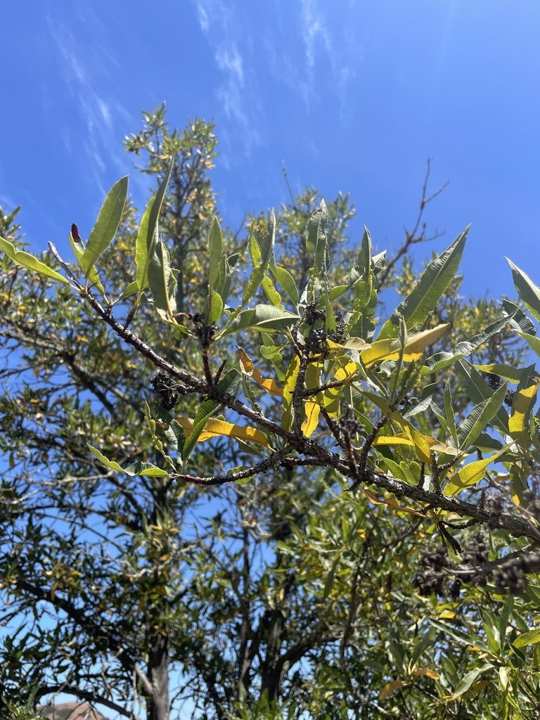 Lyonothamnus floribundus, photographed by Jim Riley