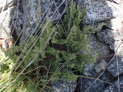 Woodsia oregana, photographed by Julia Carr