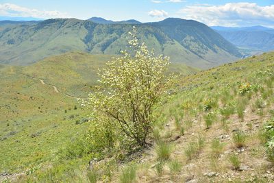 Amelanchier cusickii, photographed by Julia Carr