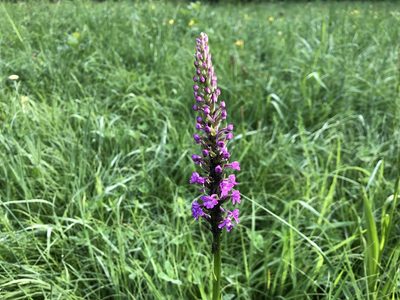 Gymnadenia conopsea, photographed by Jason Grant